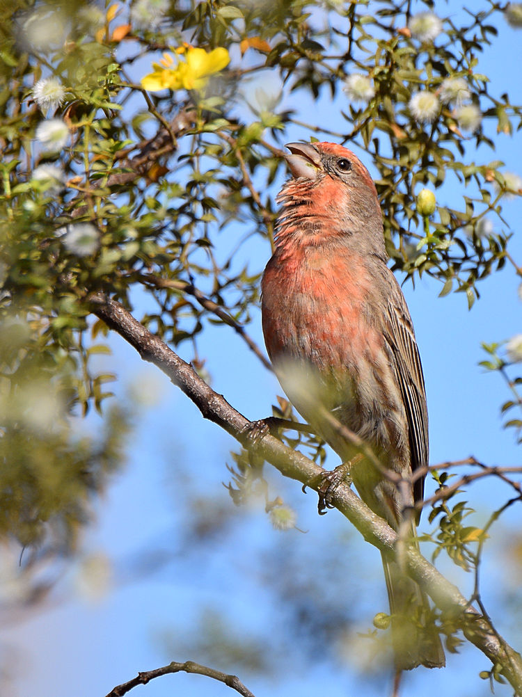 Finch3.jpg