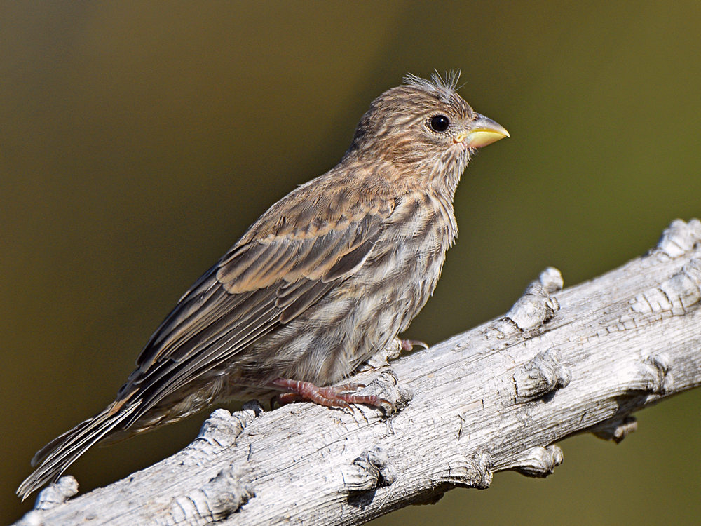 Finch3.jpg