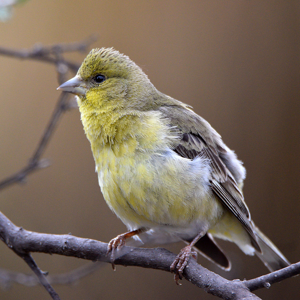 Finch3.jpg