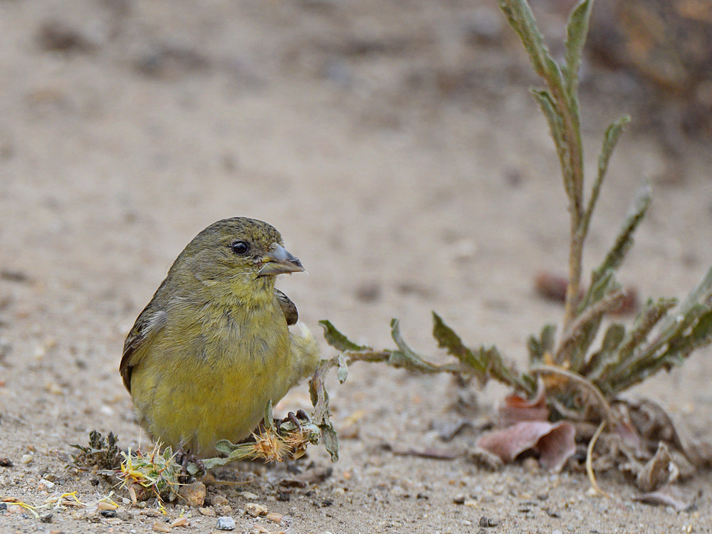 Finch3.jpg