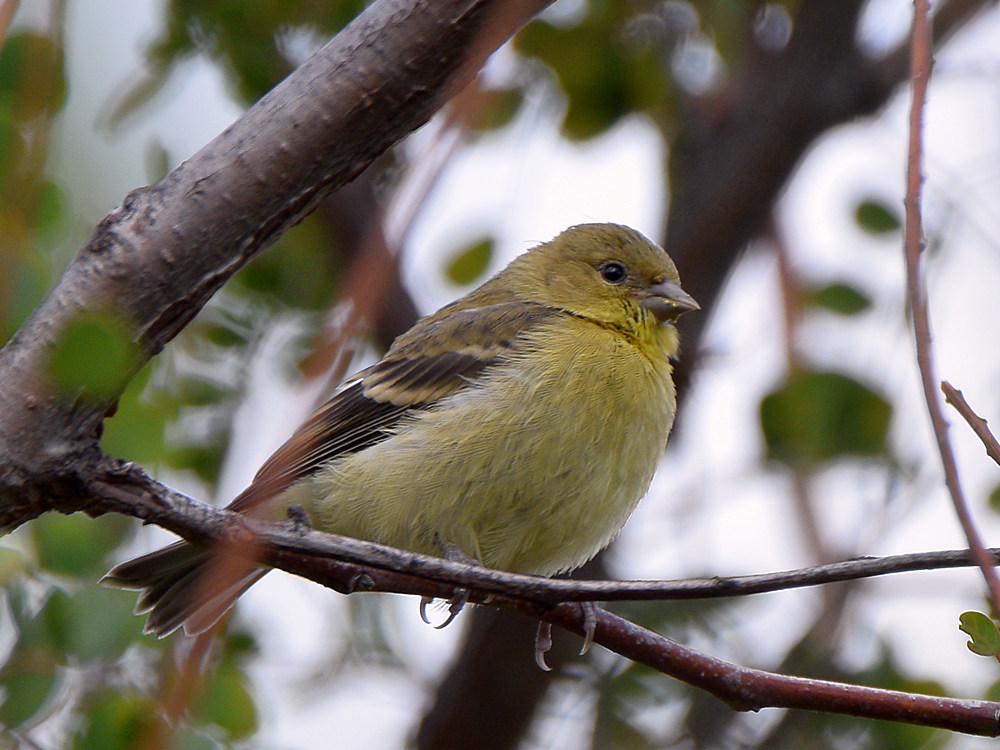 Finch3.jpg