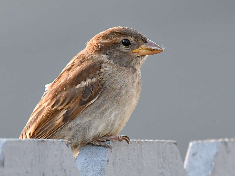 Finch3.jpg