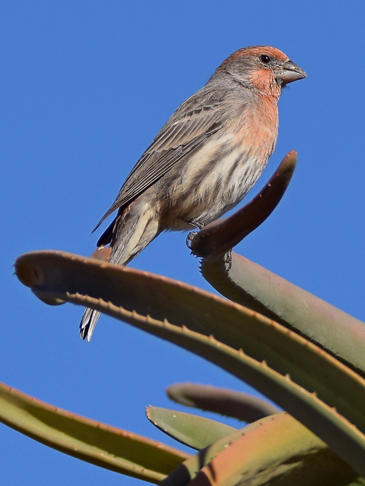 Finch3.jpg