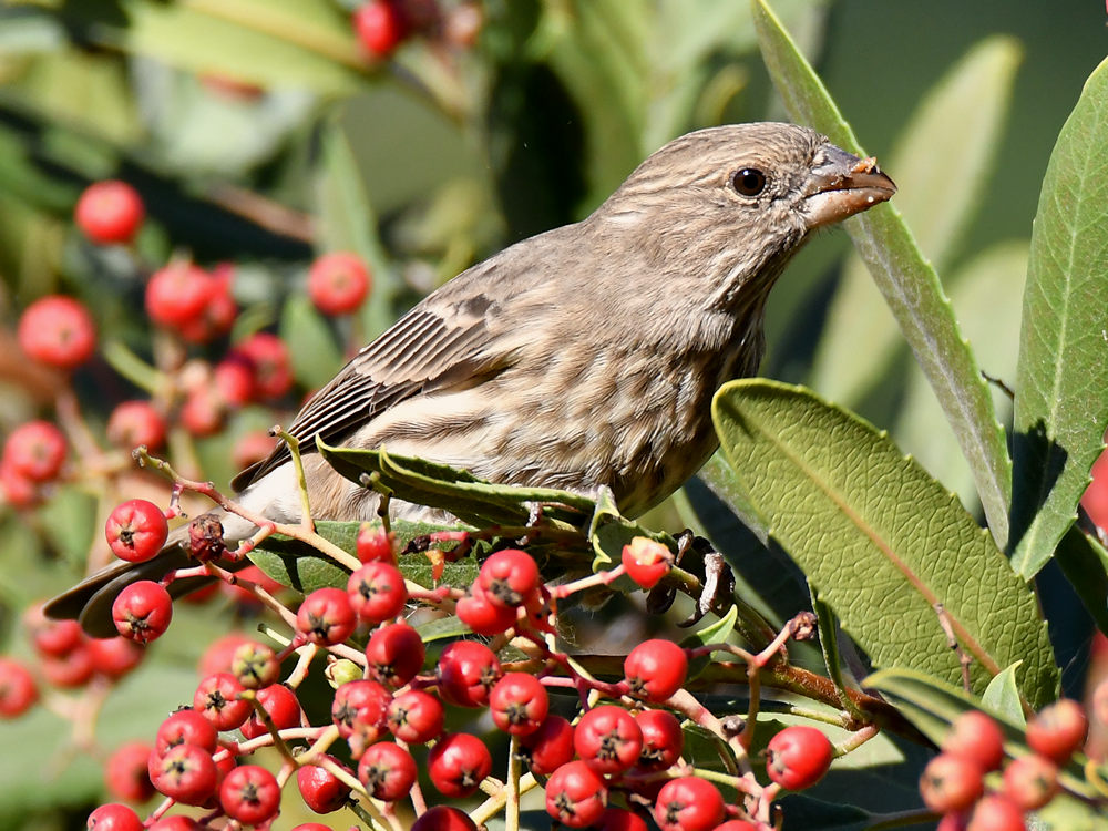 Finch3.jpg