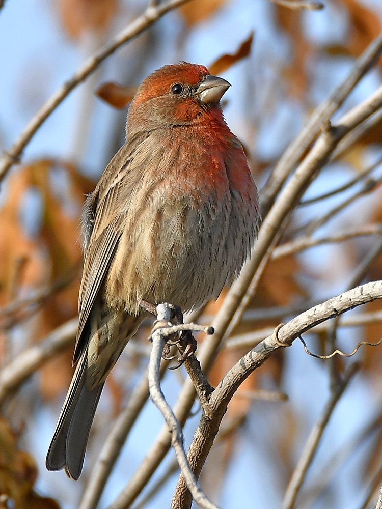 Finch3.jpg