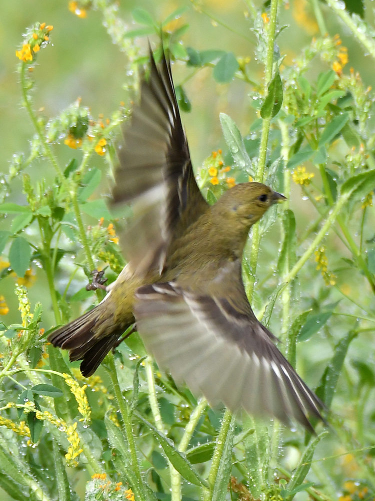 Finch3.jpg
