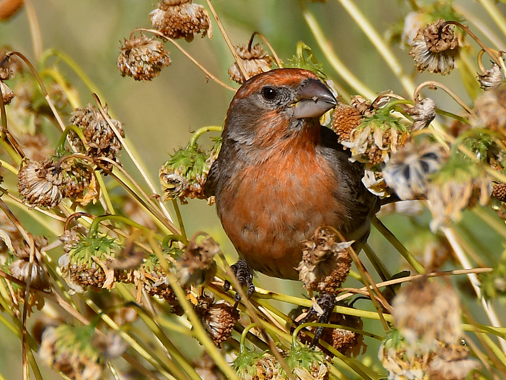 Finch3.jpg