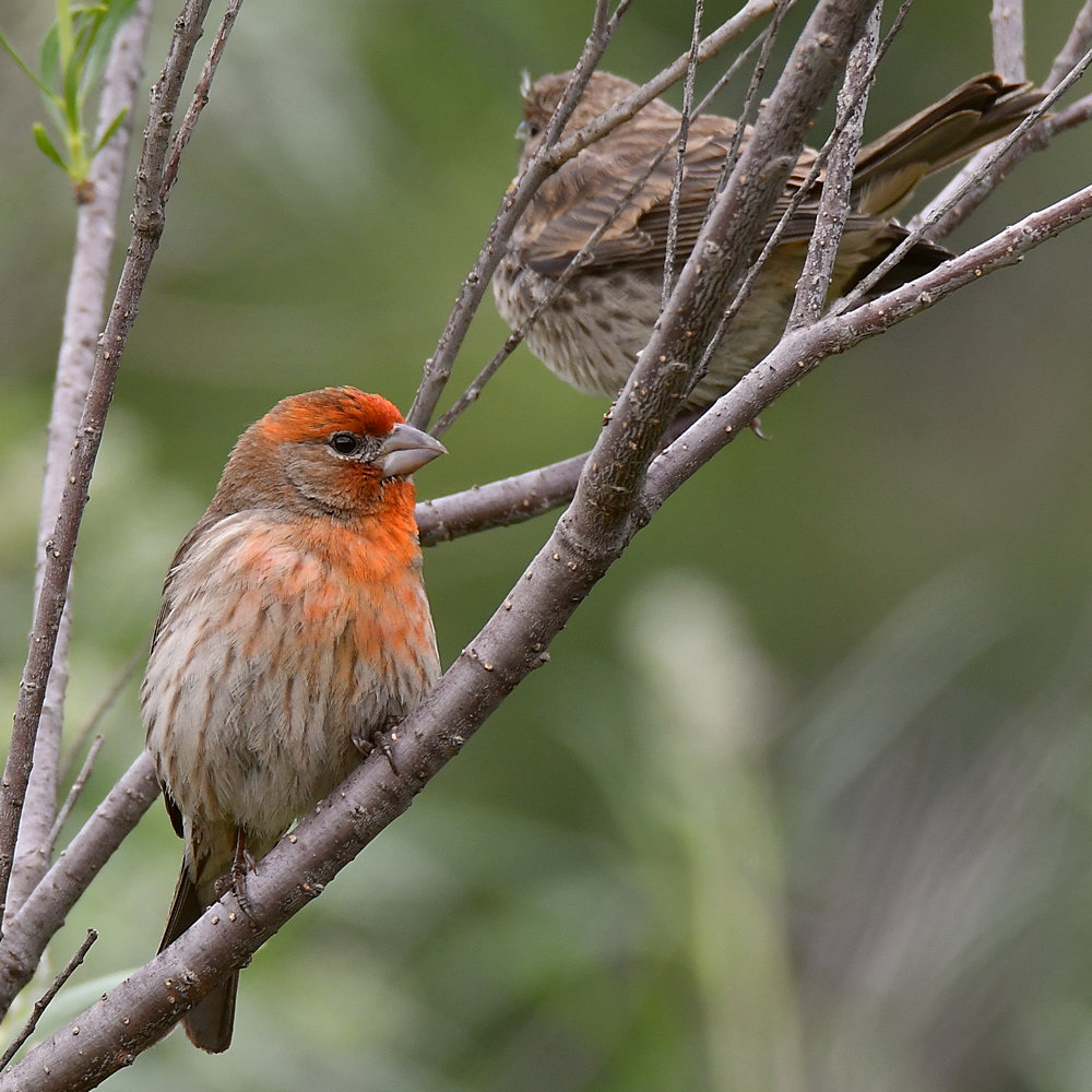 Finch3.jpg