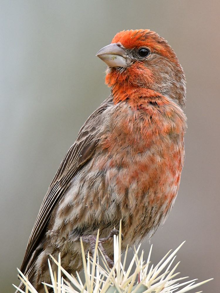 Finch3.jpg