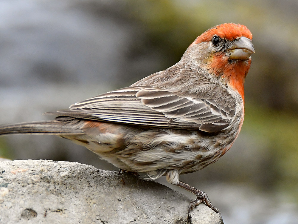 Finch3.jpg