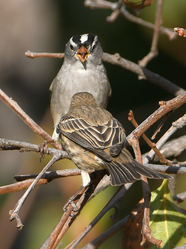 Finch3.jpg