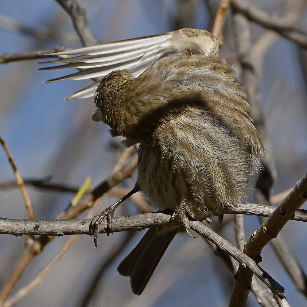 Finch3.jpg
