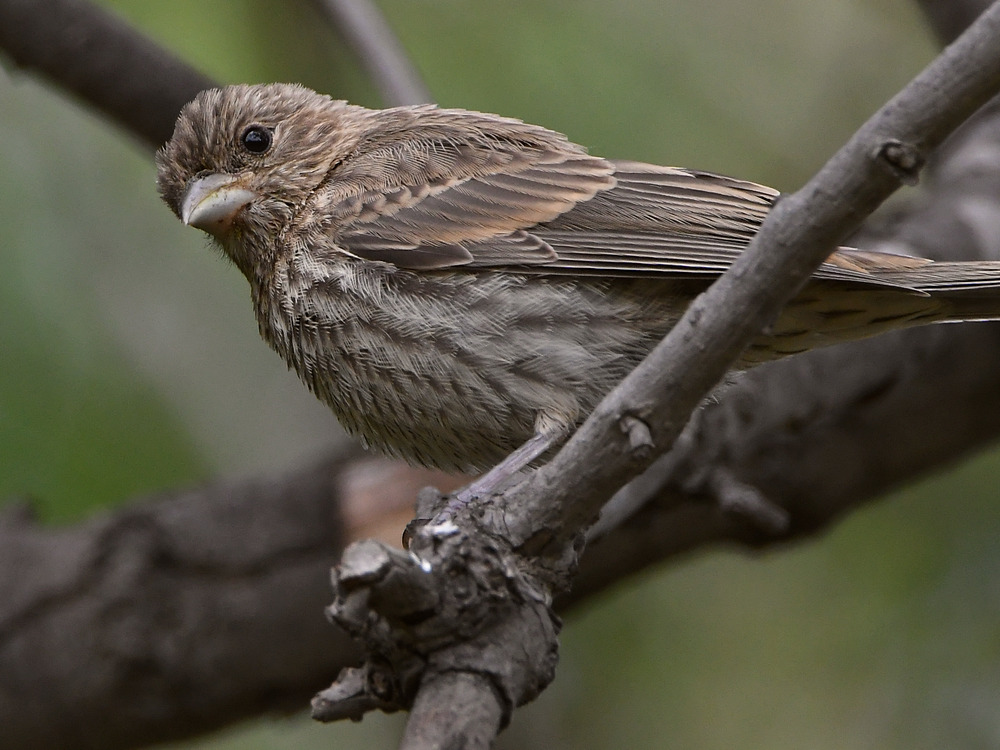 Finch3.jpg