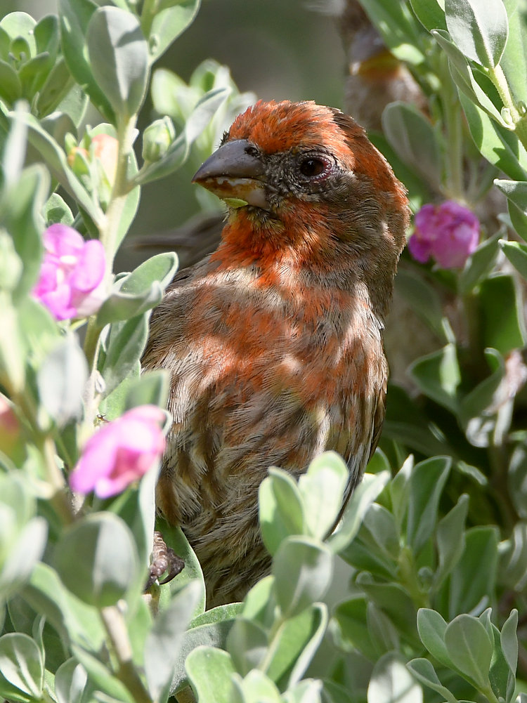 Finch3.jpg
