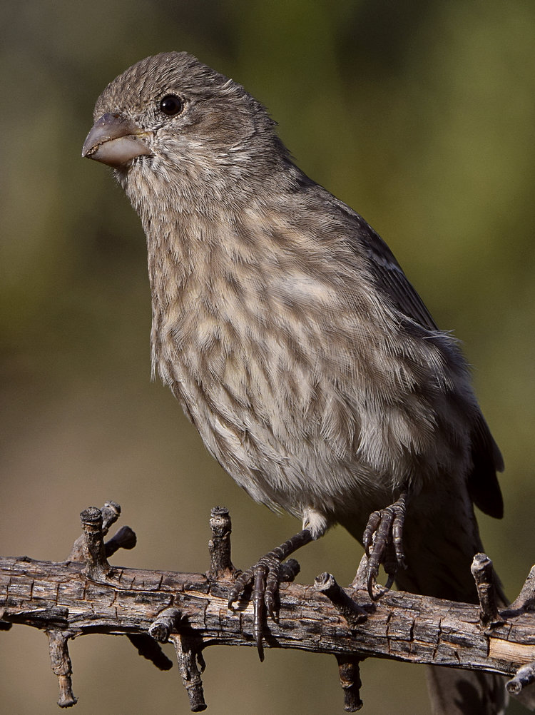 Finch3.jpg