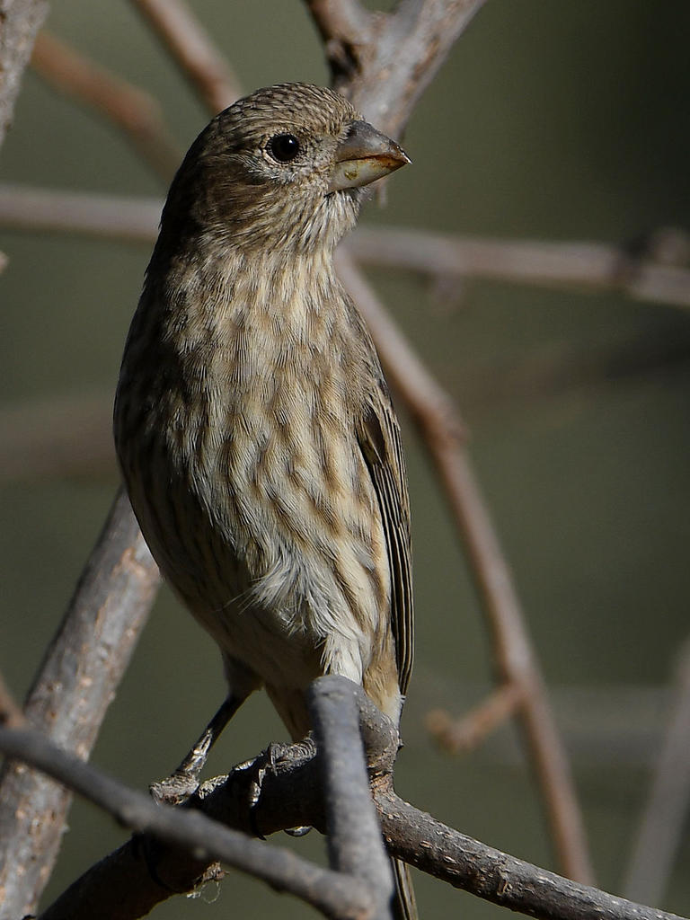 Finch3.jpg