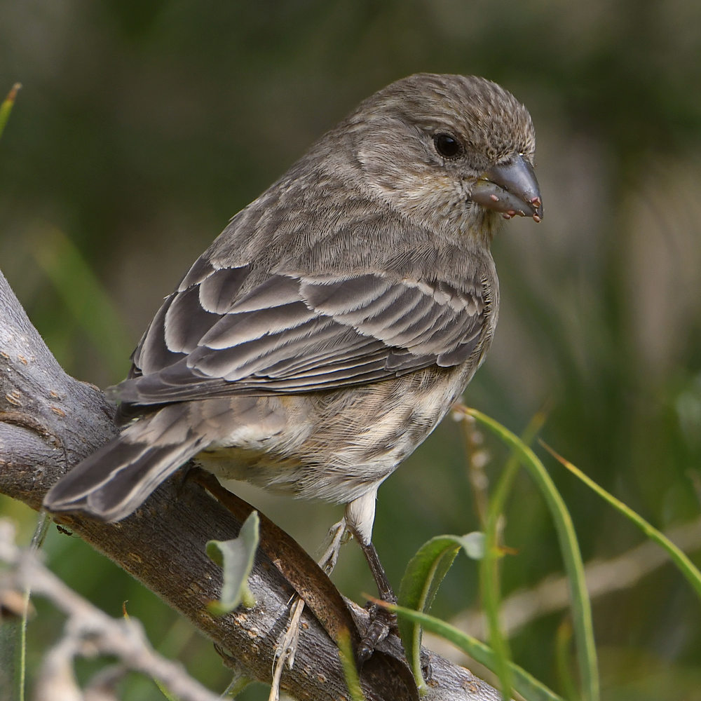 Finch3.jpg