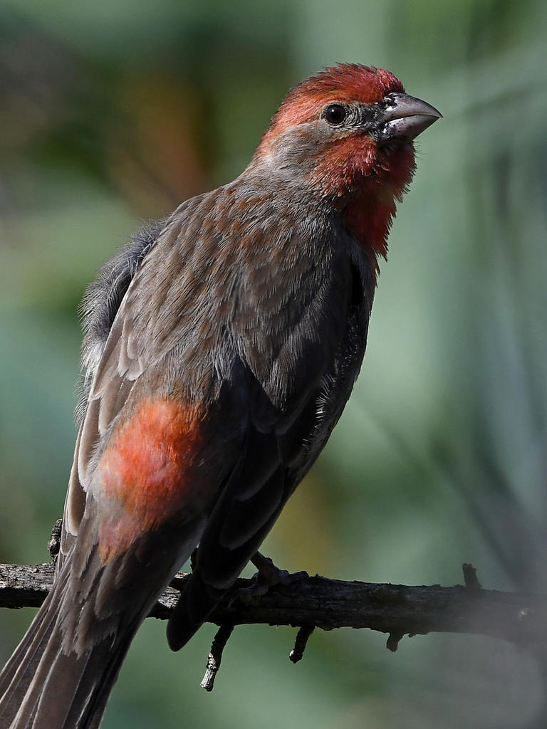Finch3.jpg
