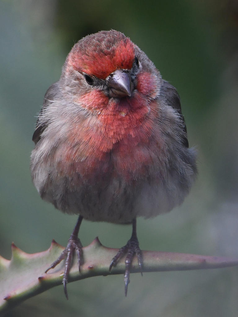 Finch3.jpg