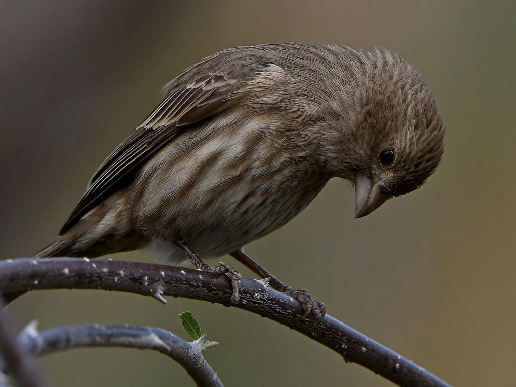 Finch3.jpg