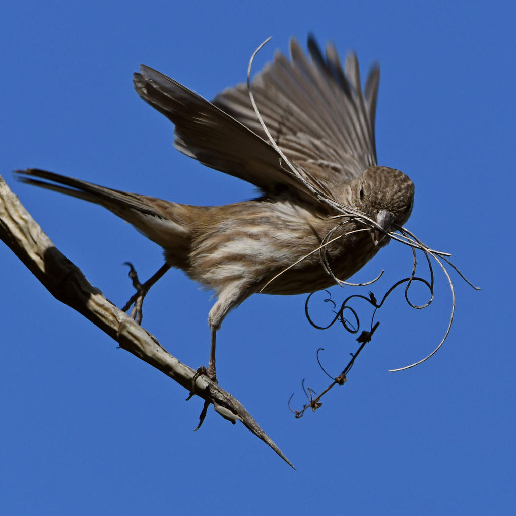 Finch3.jpg