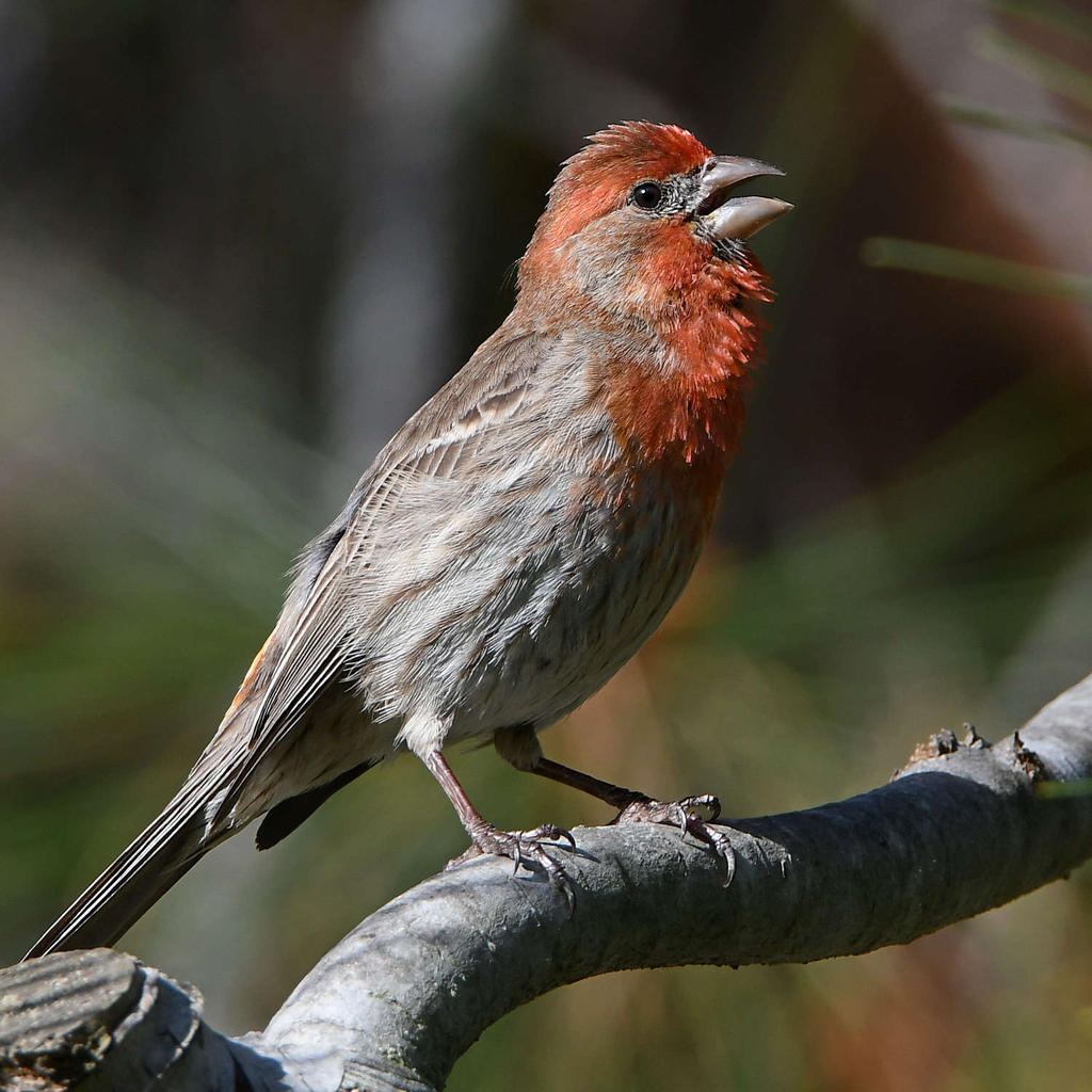 Finch3.jpg