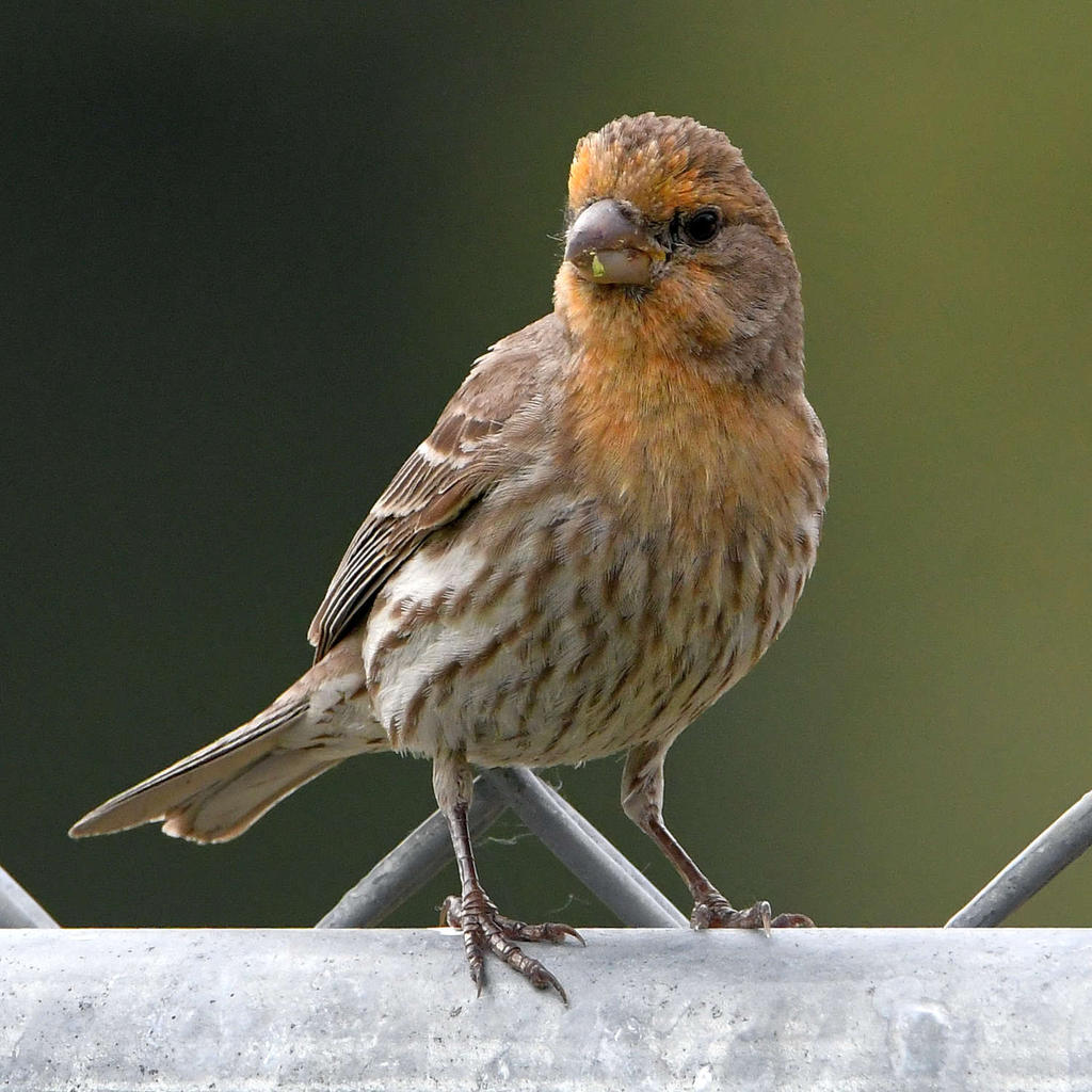 Finch3.jpg