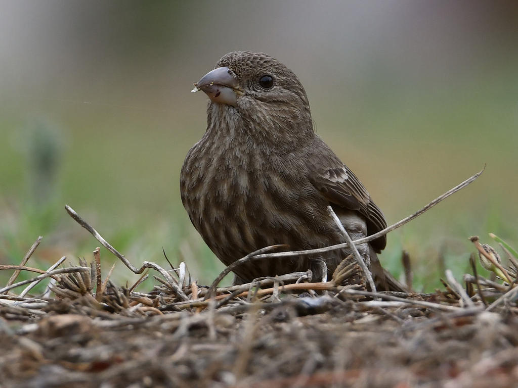 Finch3.jpg