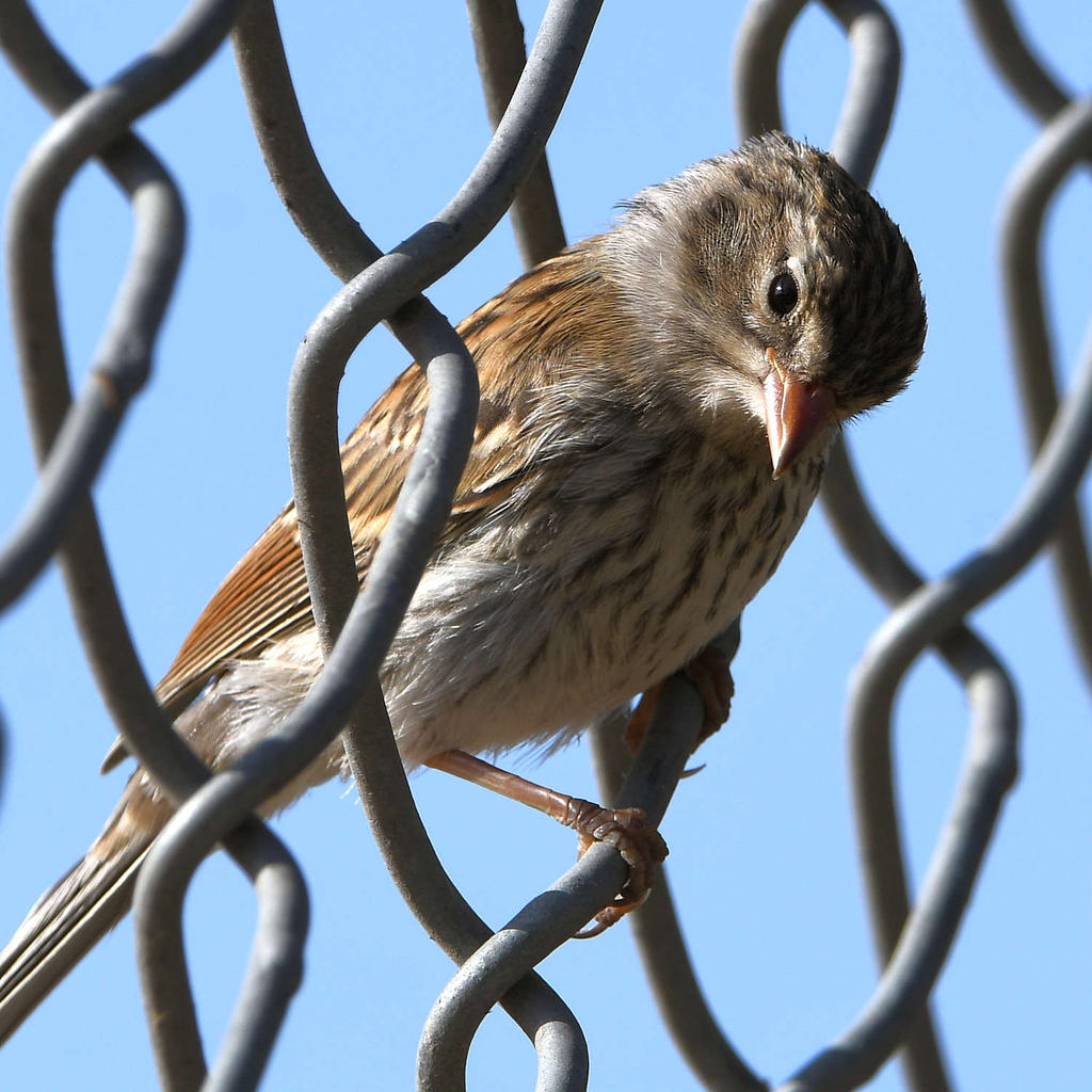 Finch3.jpg