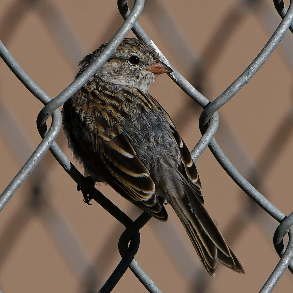 Finch3.jpg