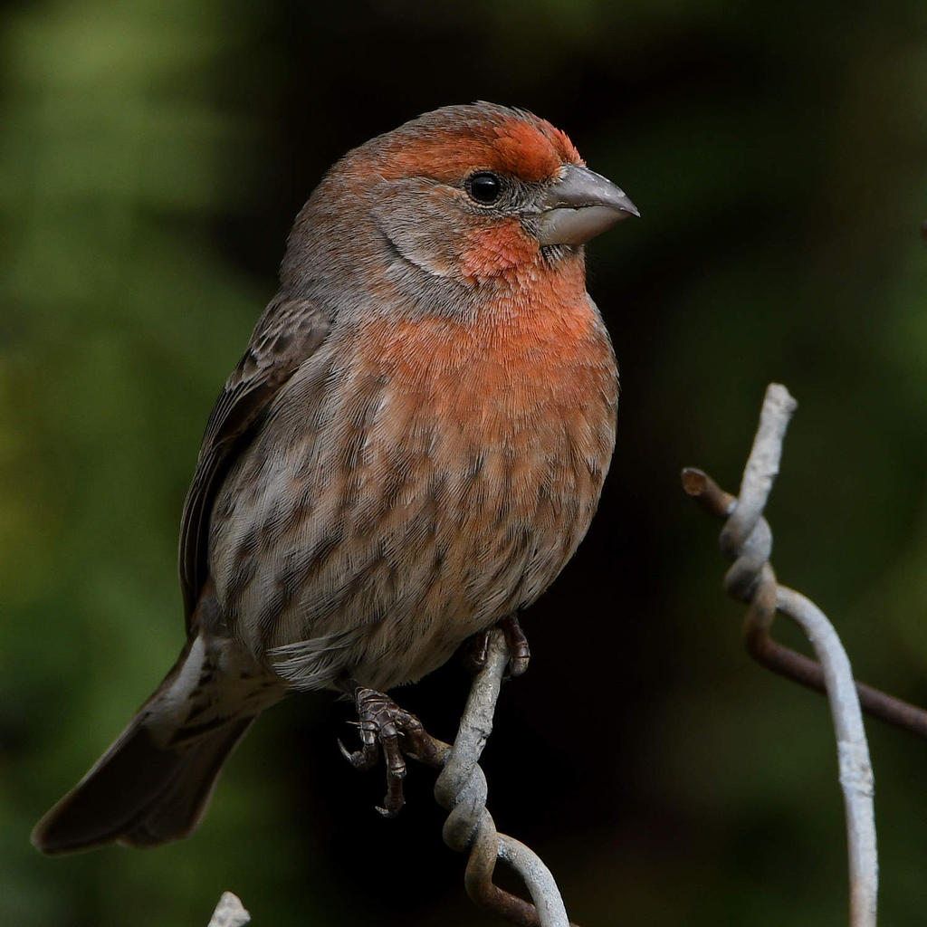 Finch3.jpg