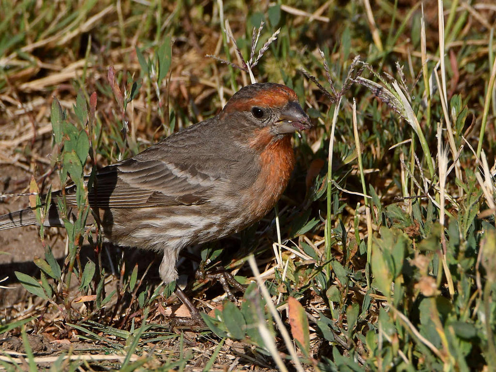 Finch3.jpg