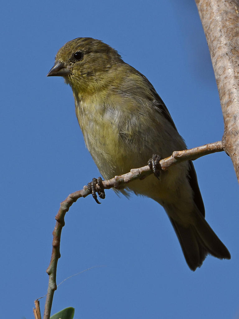 Finch3.jpg