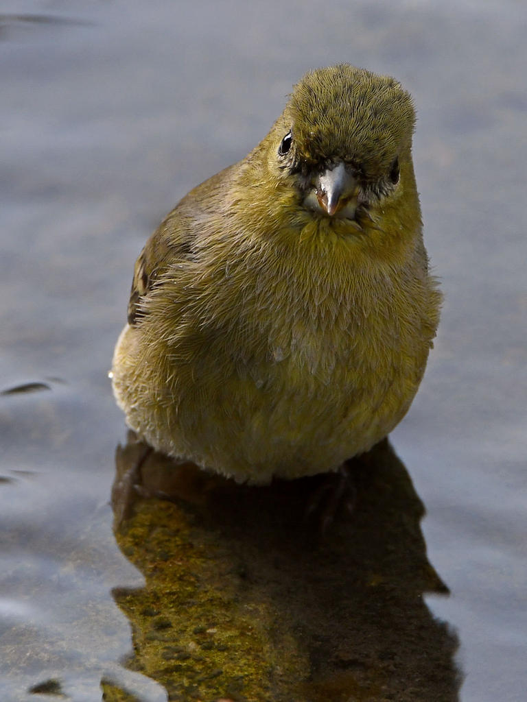 Finch3.jpg