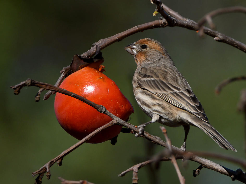 Finch3.jpg