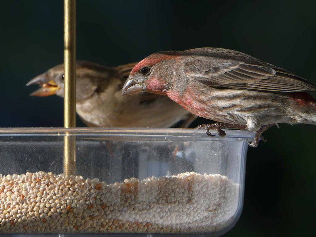 Finch3.jpg