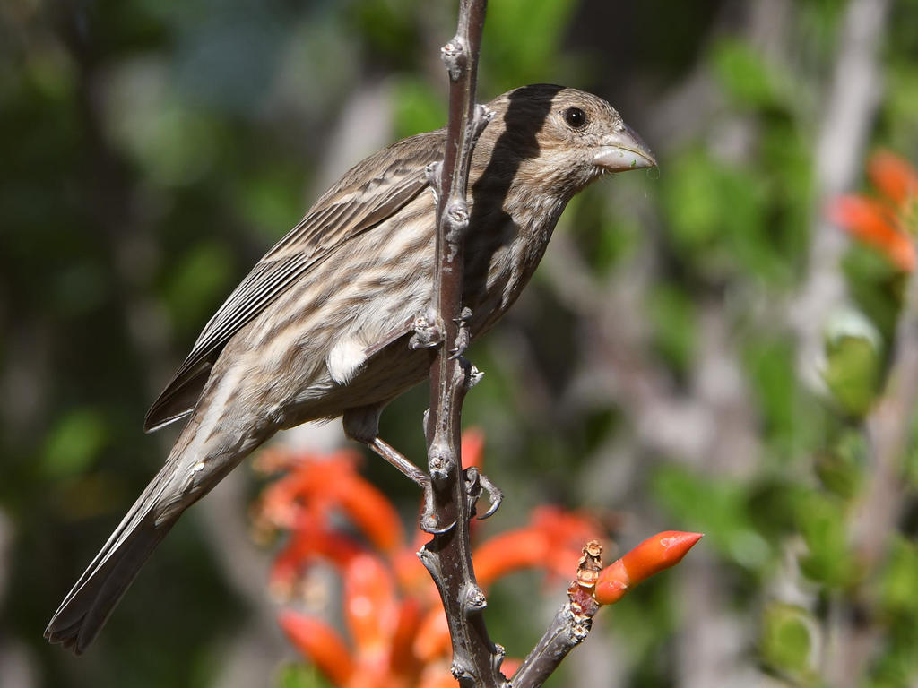 Finch3.jpg