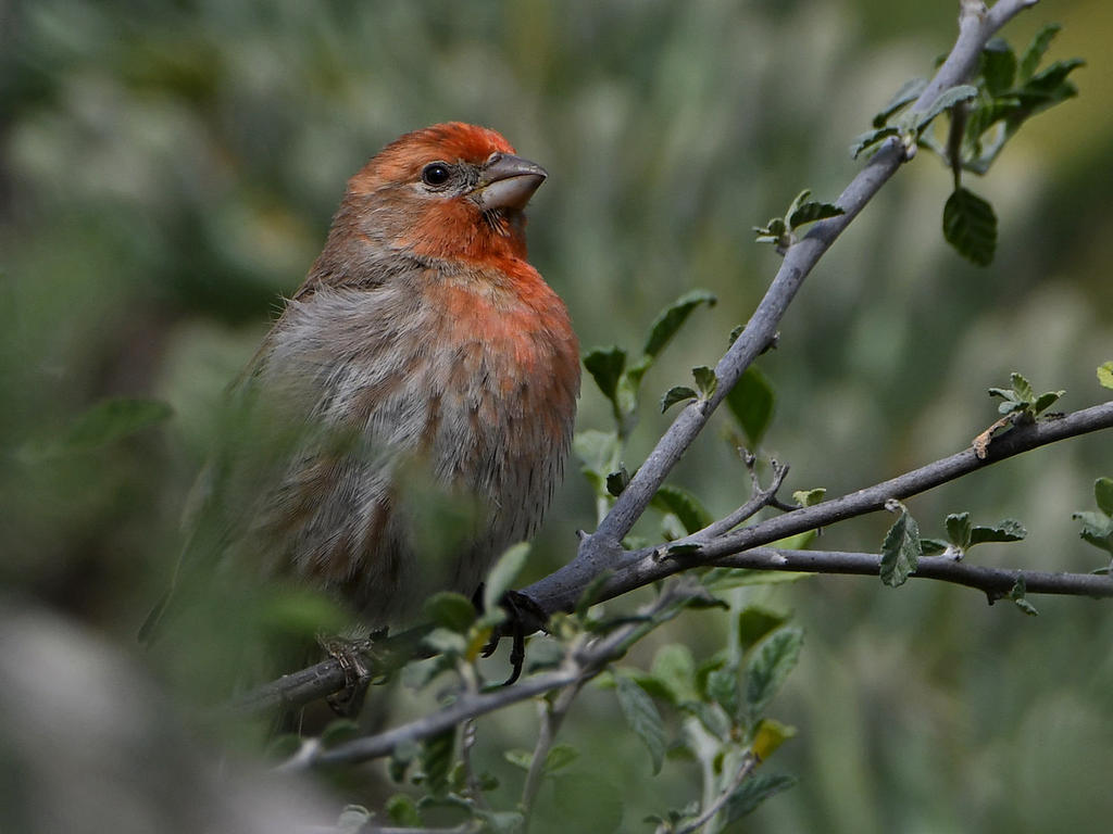 Finch3.jpg
