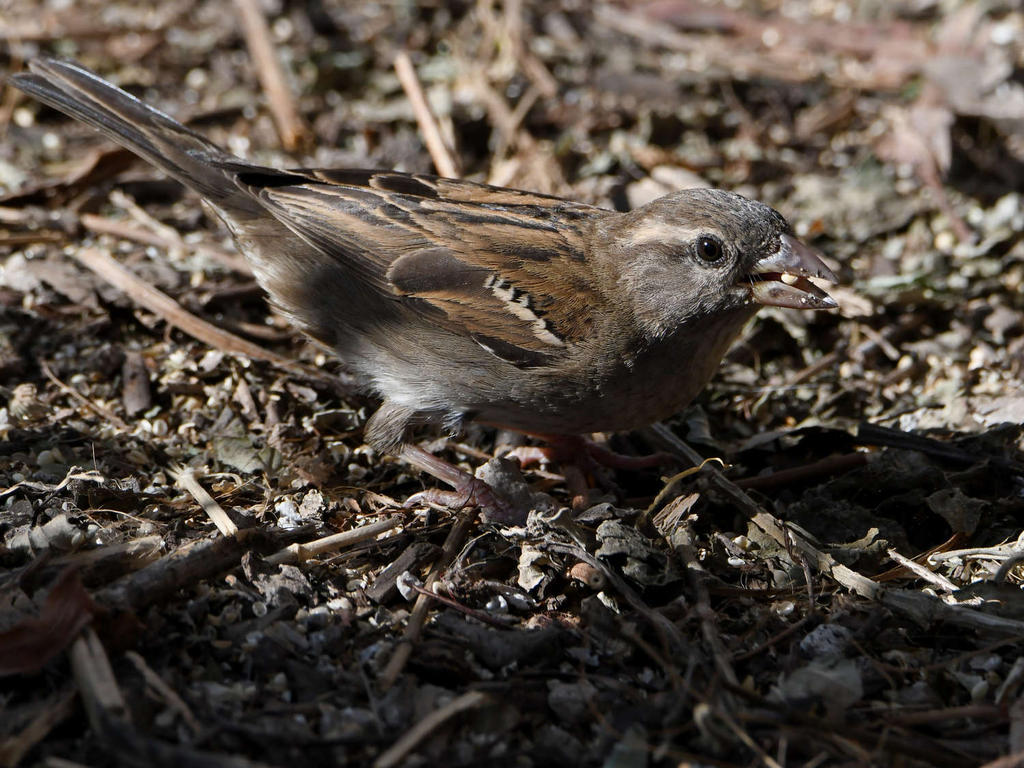 Finch3.jpg