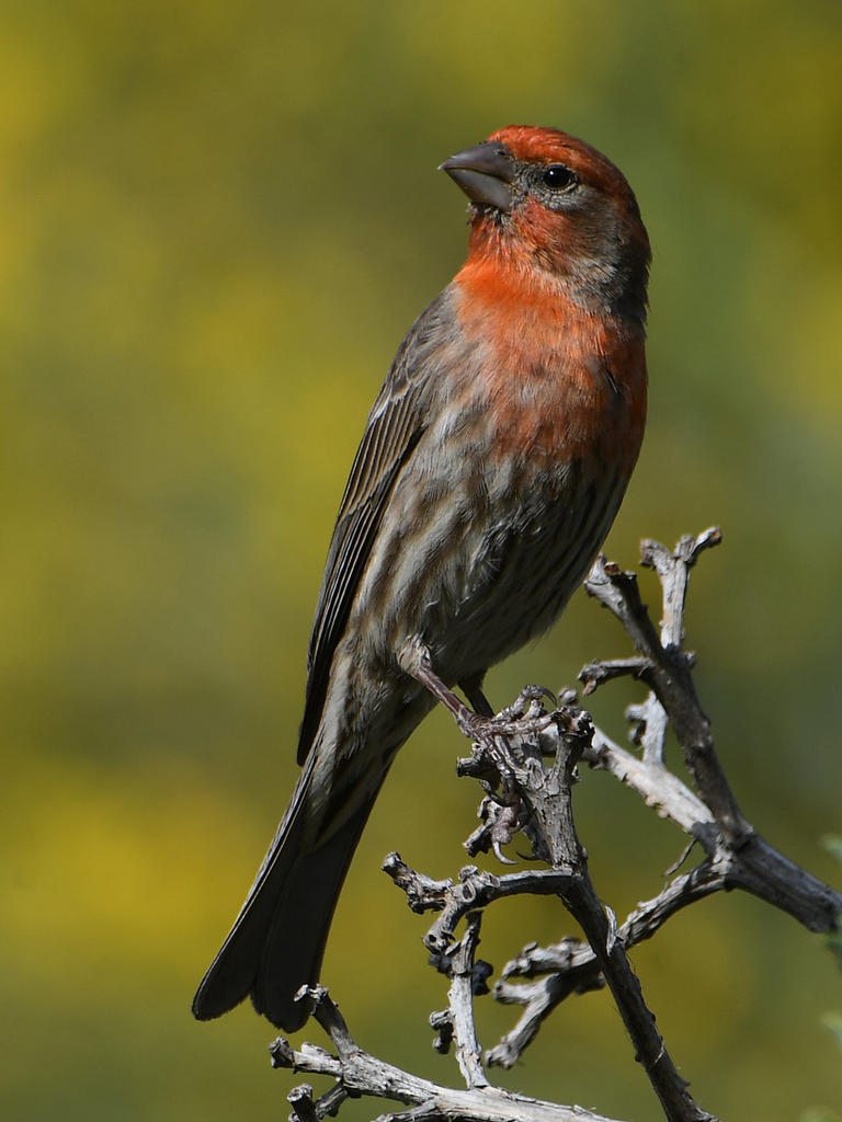 Finch3.jpg