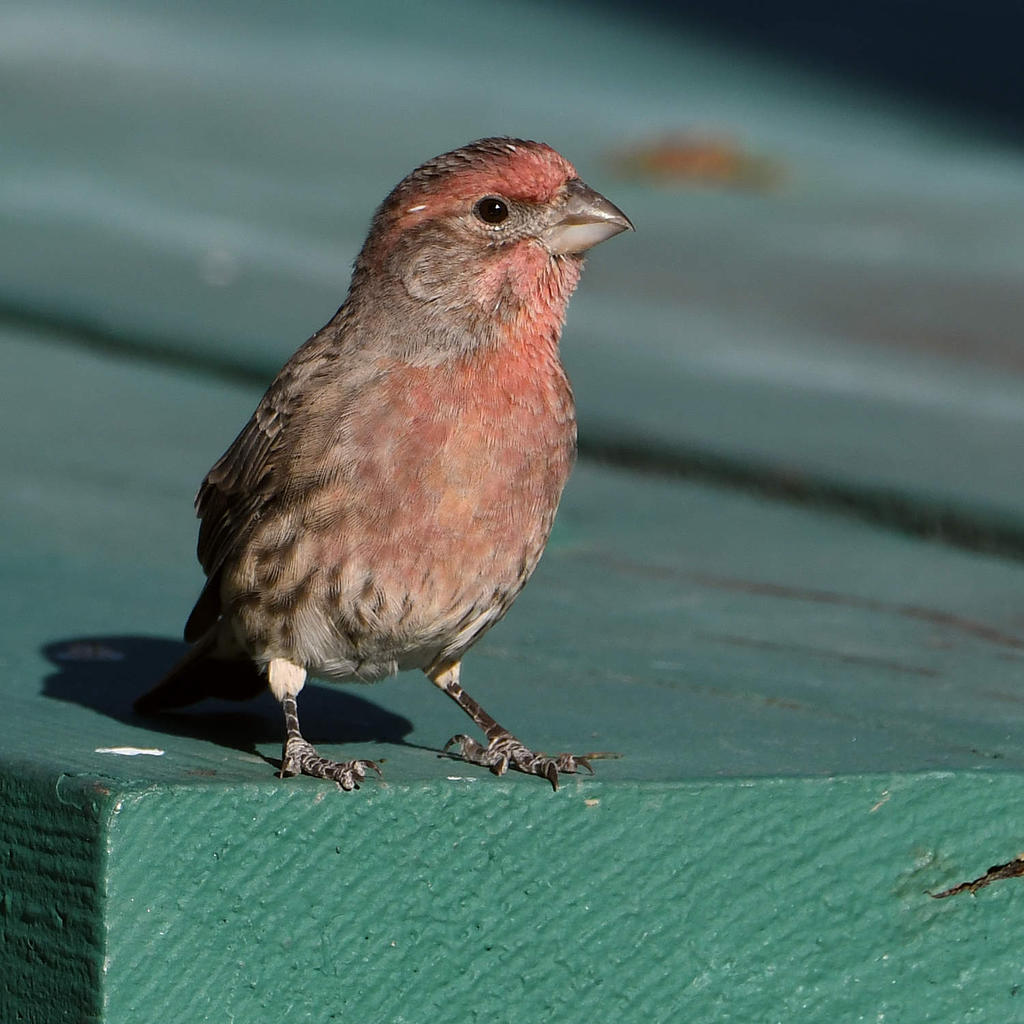 Finch3.jpg