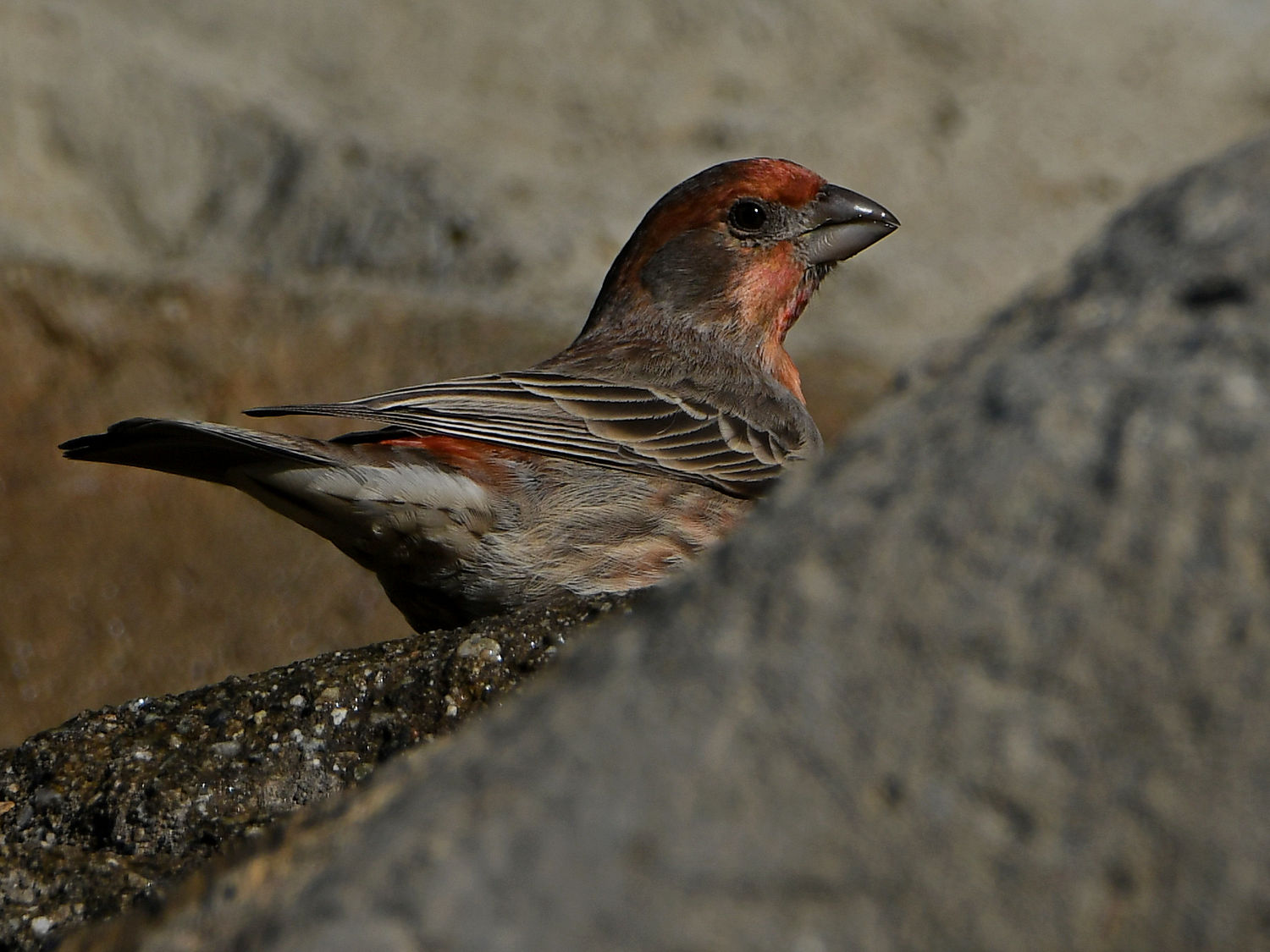 Finch3.jpg