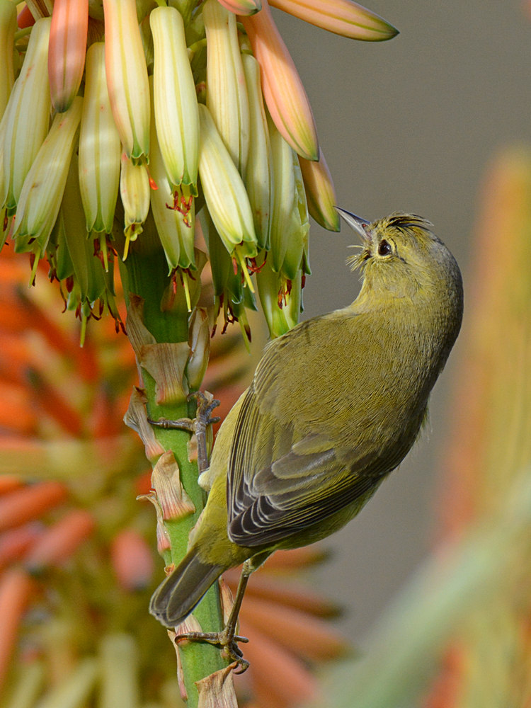 Finch4.jpg