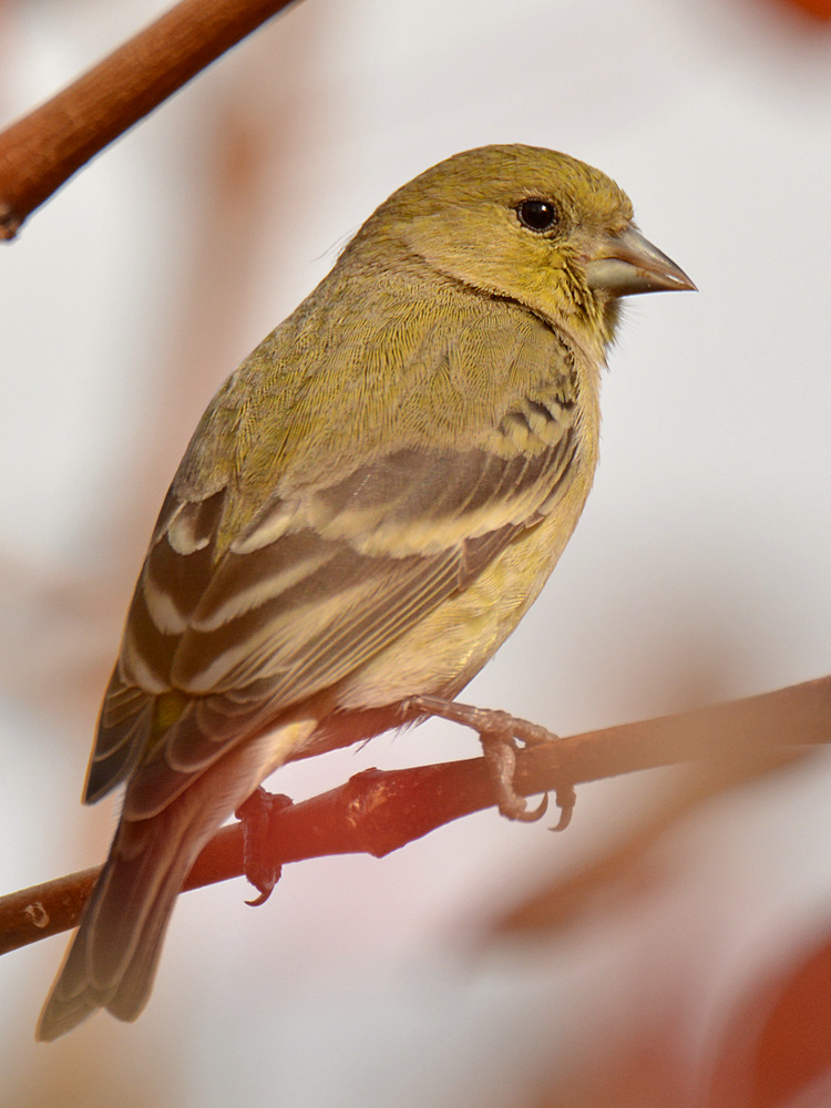 Finch4.jpg