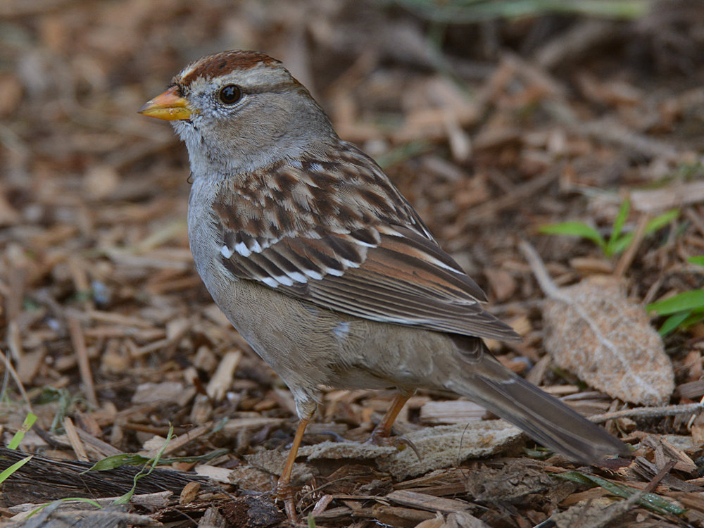 Finch4.jpg