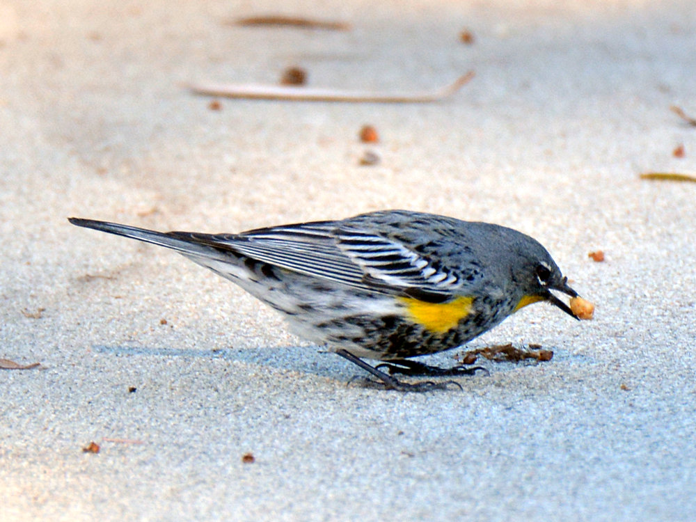 Finch4.jpg