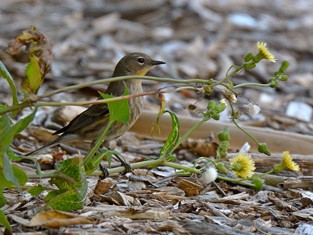 Finch4.jpg