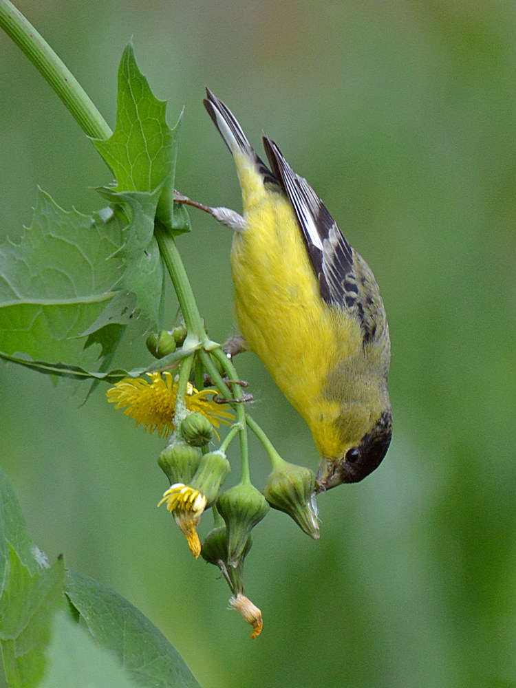 Finch4.jpg