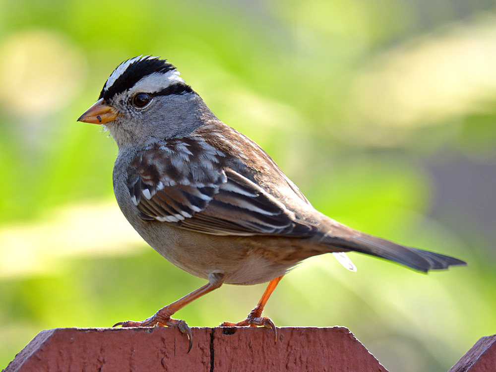 Finch4.jpg