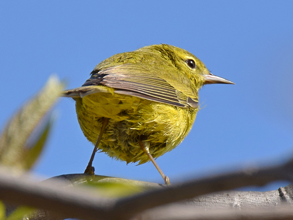 Finch4.jpg